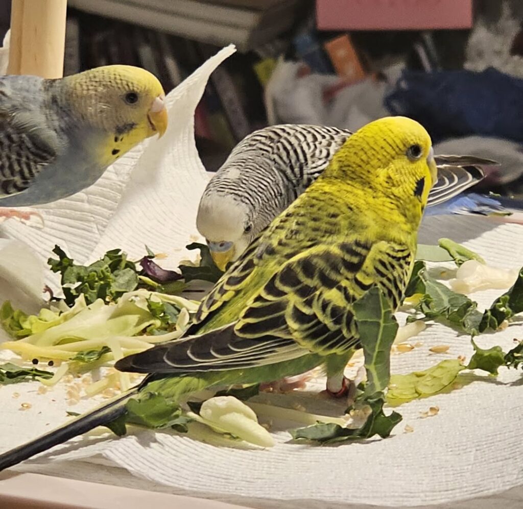Budgie eating food with its beak and mouth clearly visible