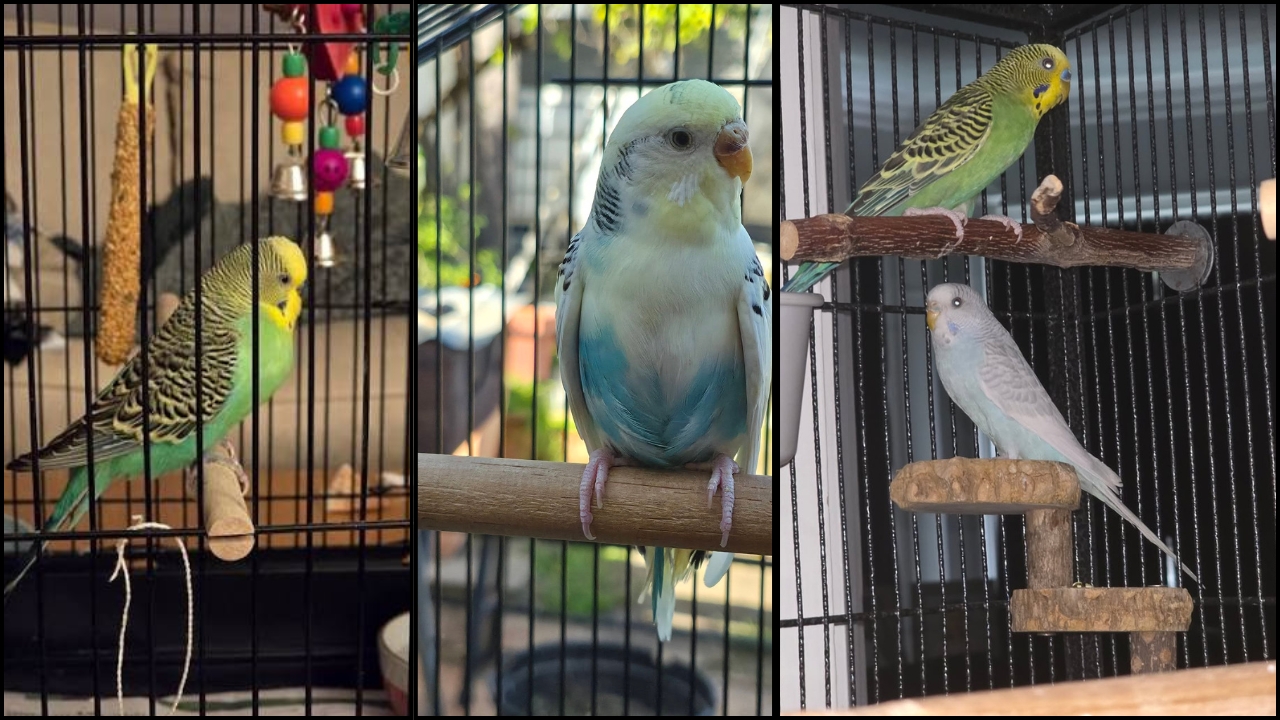 Budgie in a clean cage