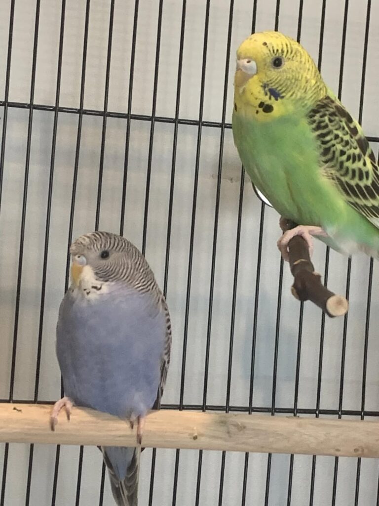 Budgie reacting to activity near its cage