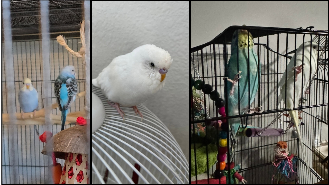 Budgie resting on a perch in a calm nighttime environment