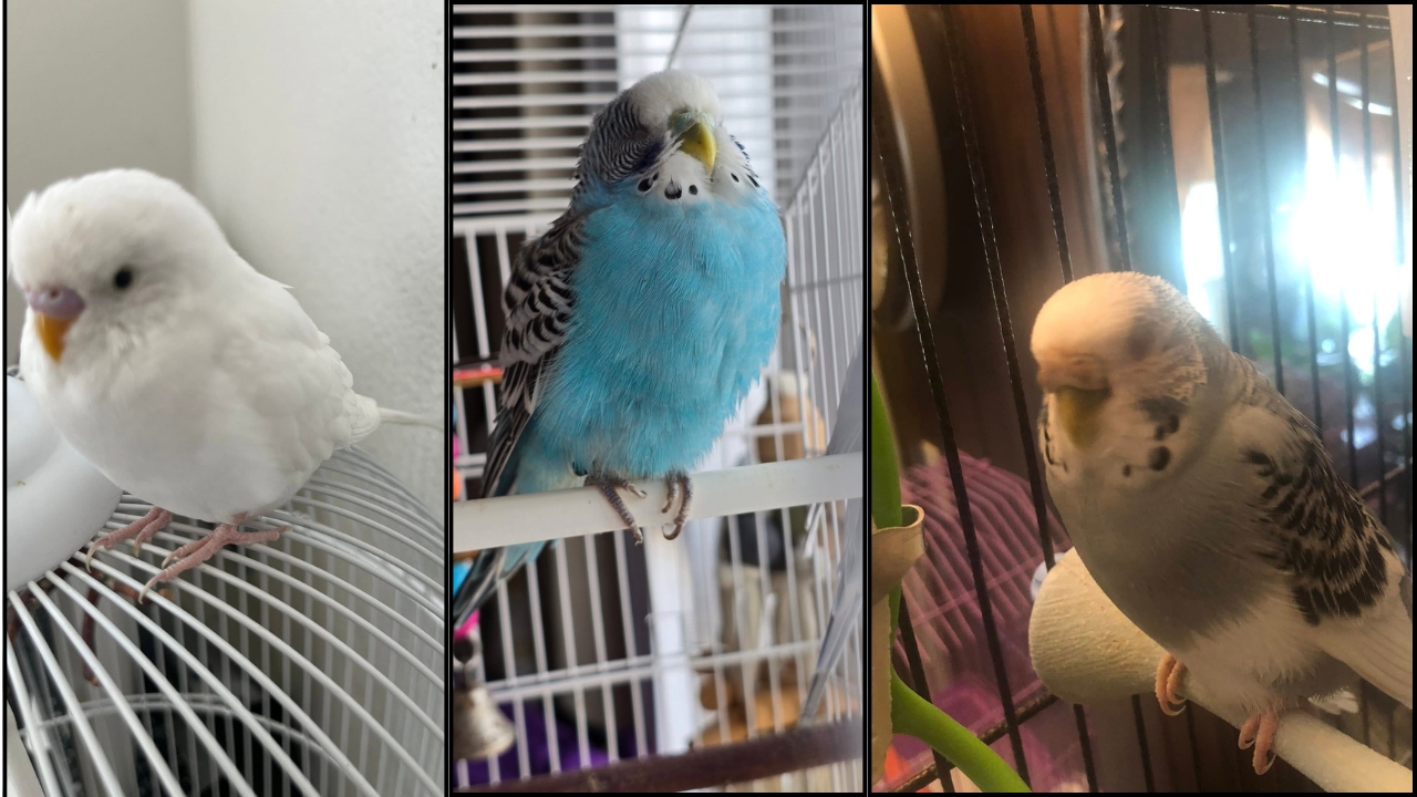 Budgie resting with its eyes closed during the day