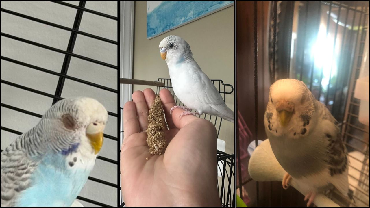 Budgie resting with its eyes half closed during the day