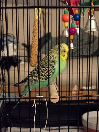Budgie seed and cage supplies