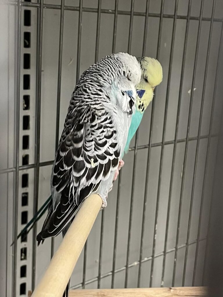 Budgie showing an unsteady grip while standing on a perch