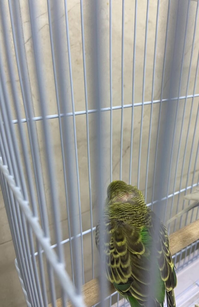 Budgie showing visible breathing effort while resting on a perch