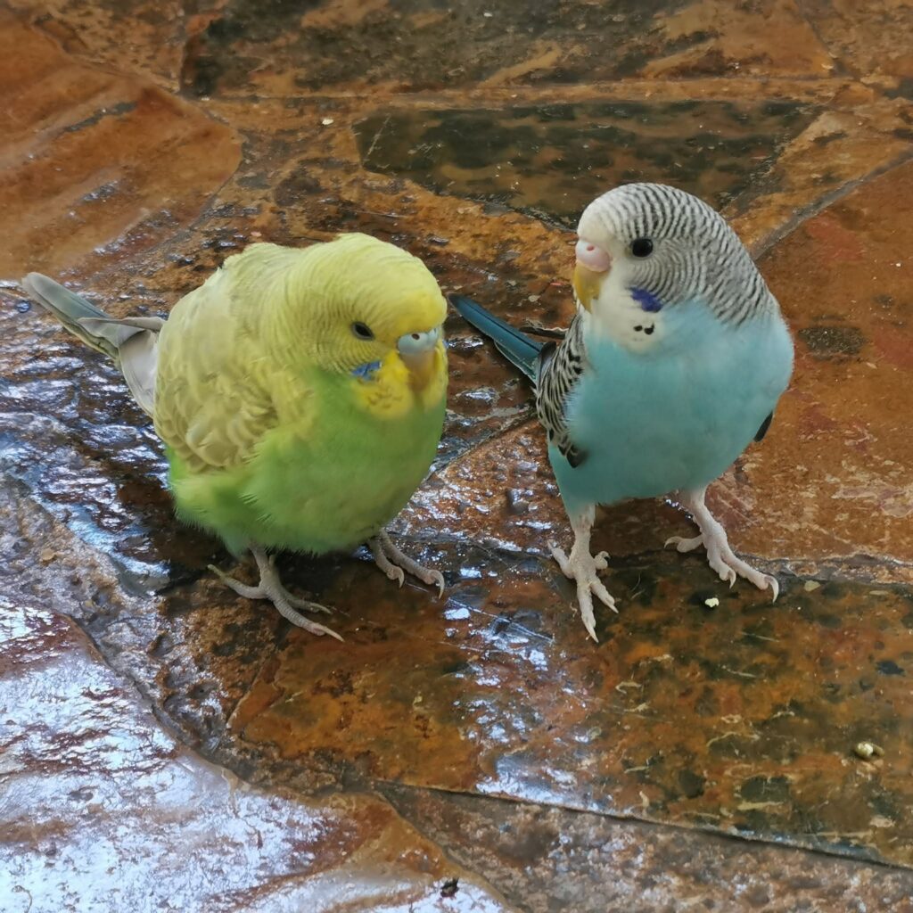 Budgie sitting low on the cage floor with puffed feathers