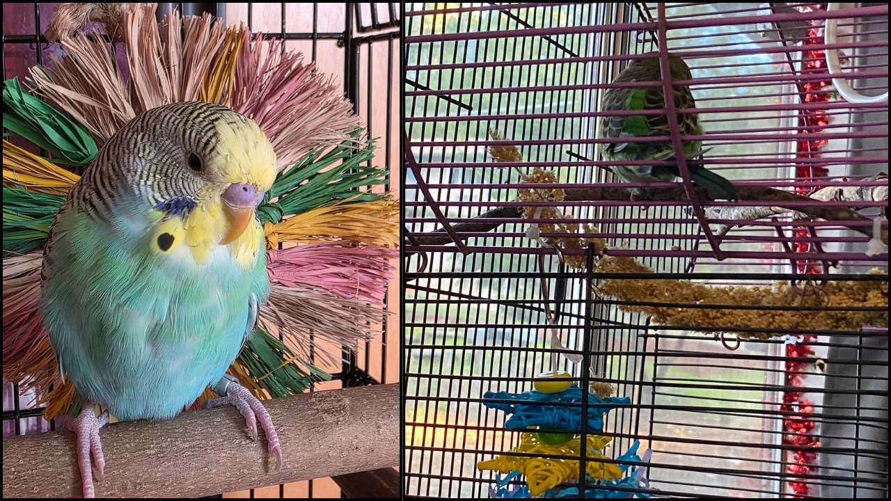 Budgie sitting on the cage floor beneath its perch