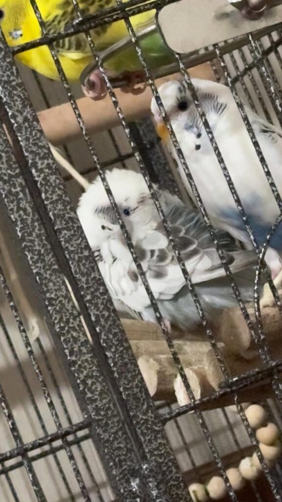 Budgie sitting puffed up and unusually still in its cage