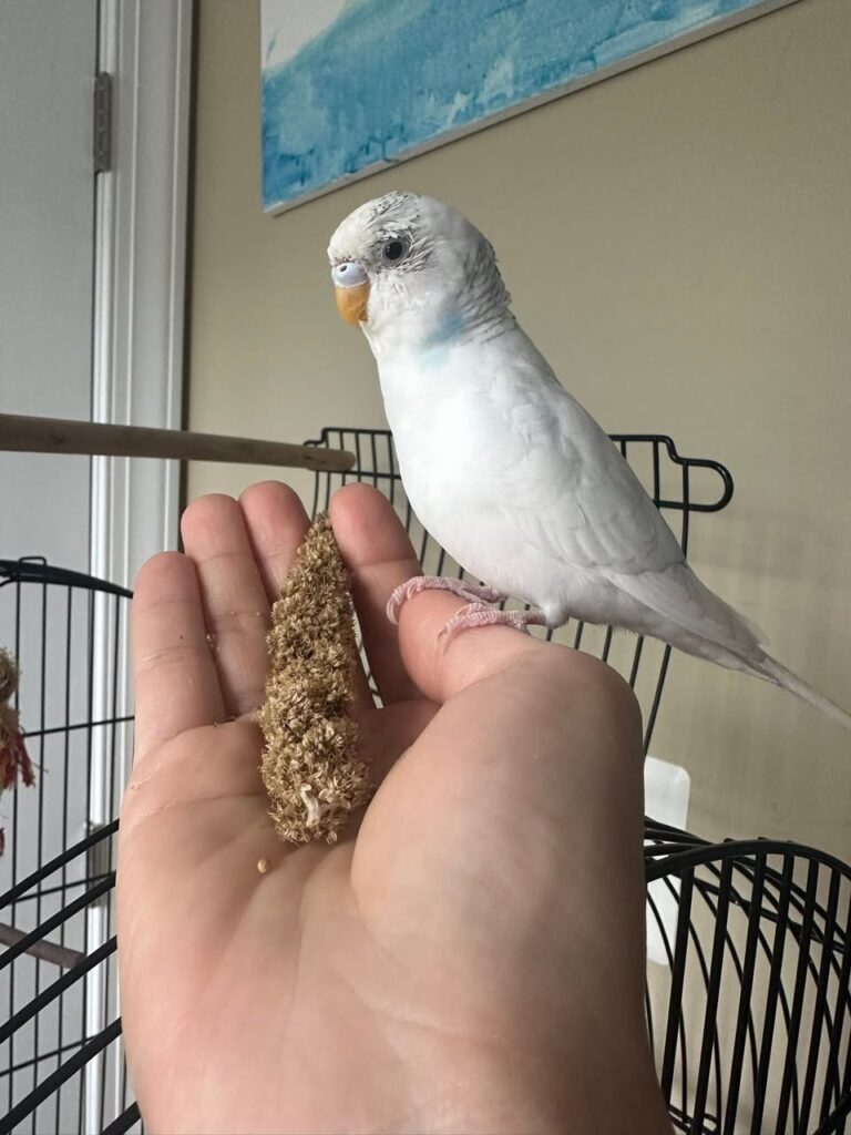 Budgie sitting quietly with half-closed eyes and puffed feathers