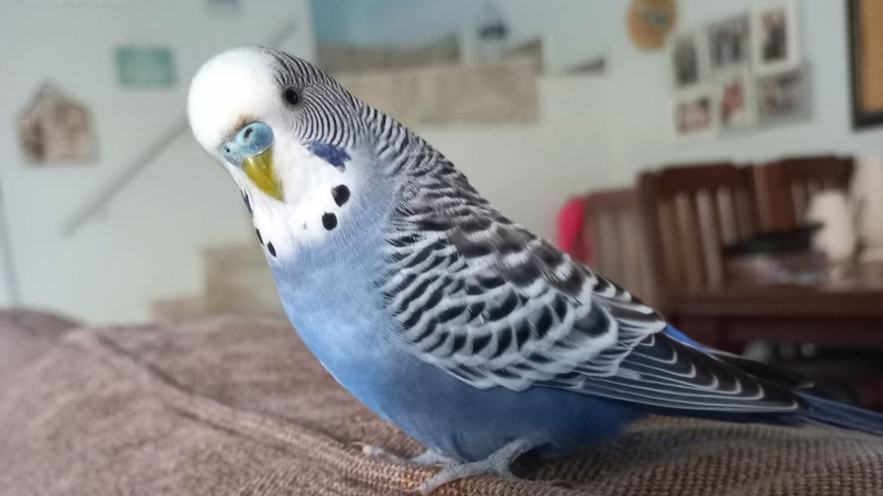 Budgie vocalising loudly while standing on a perch
