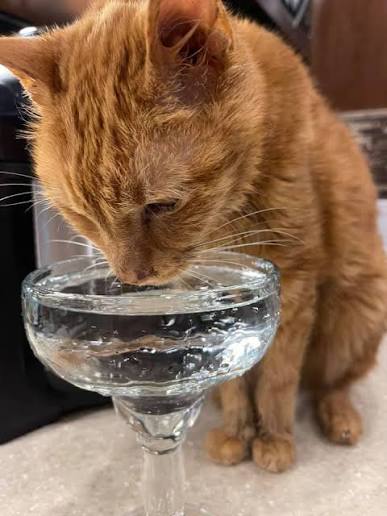 Cat drinking from a water bowl