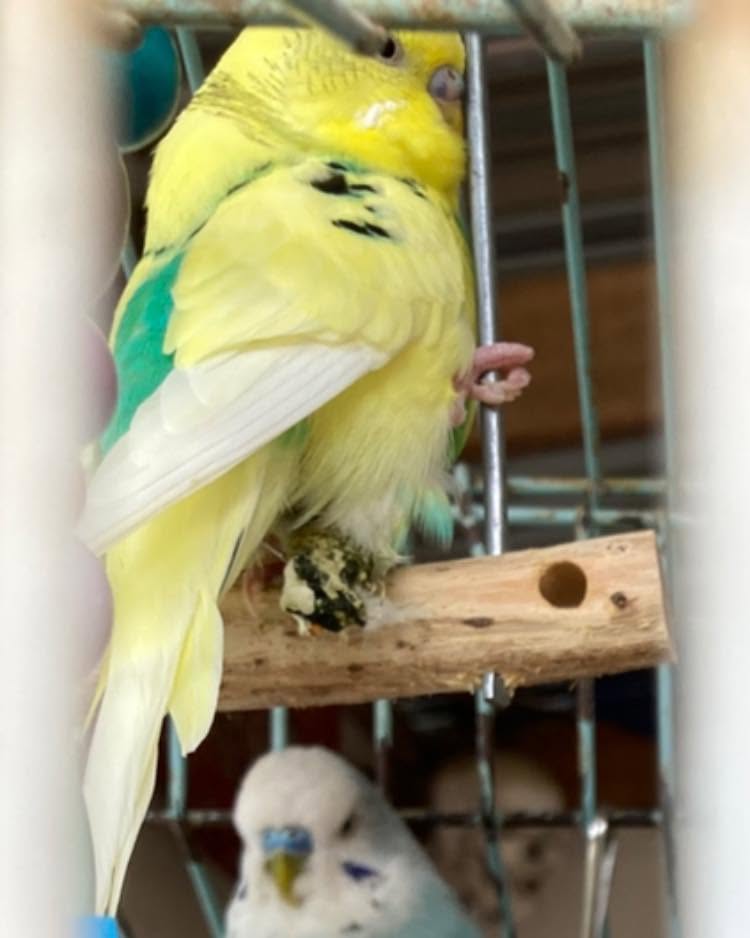 Changed budgie droppings visible on clean cage paper