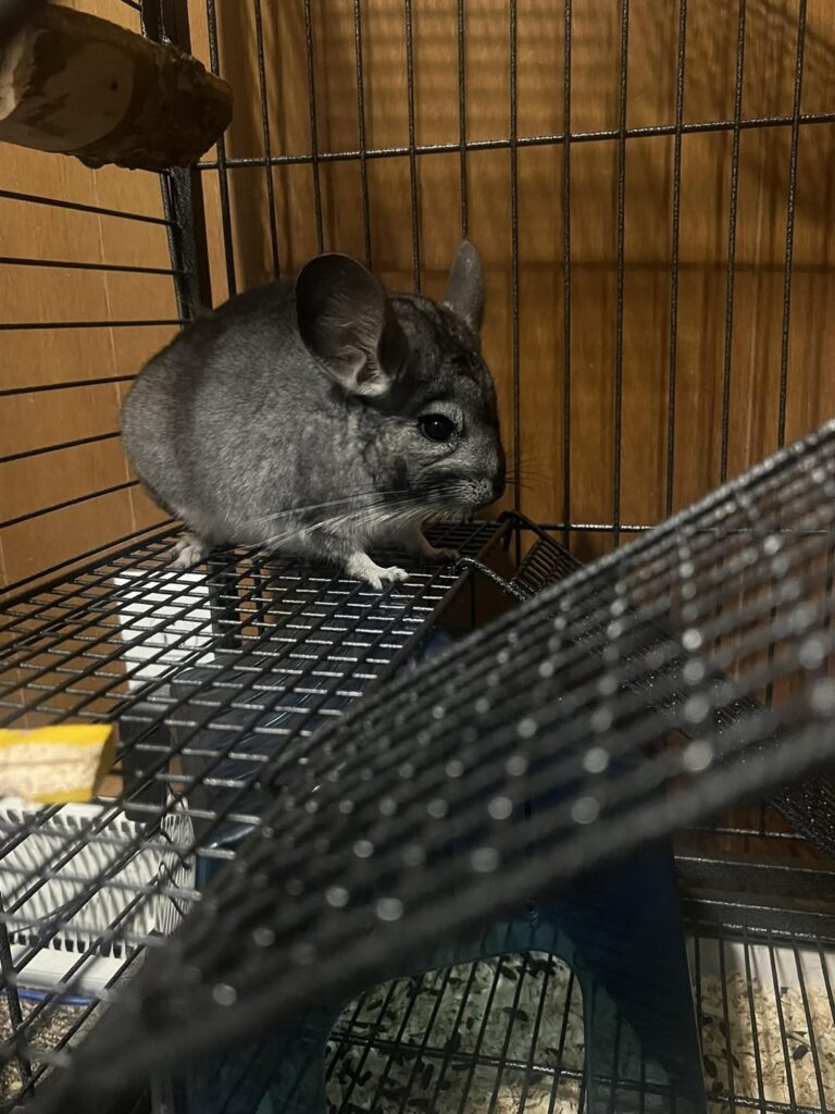 Chinchilla beside a cool tile