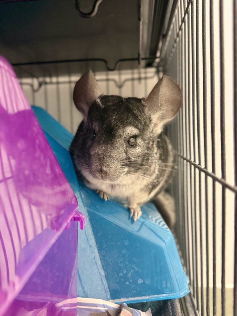 Chinchilla cage in a cool room