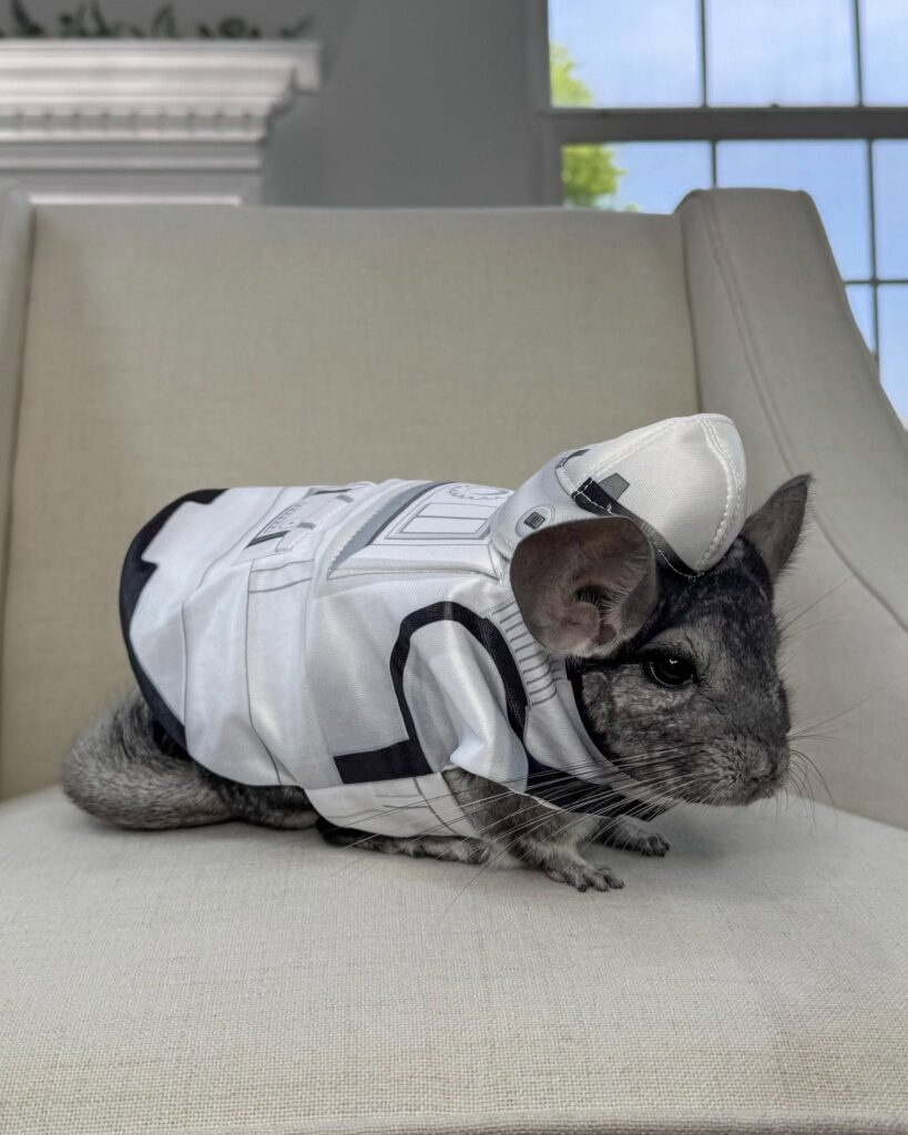 Chinchilla resting in shade