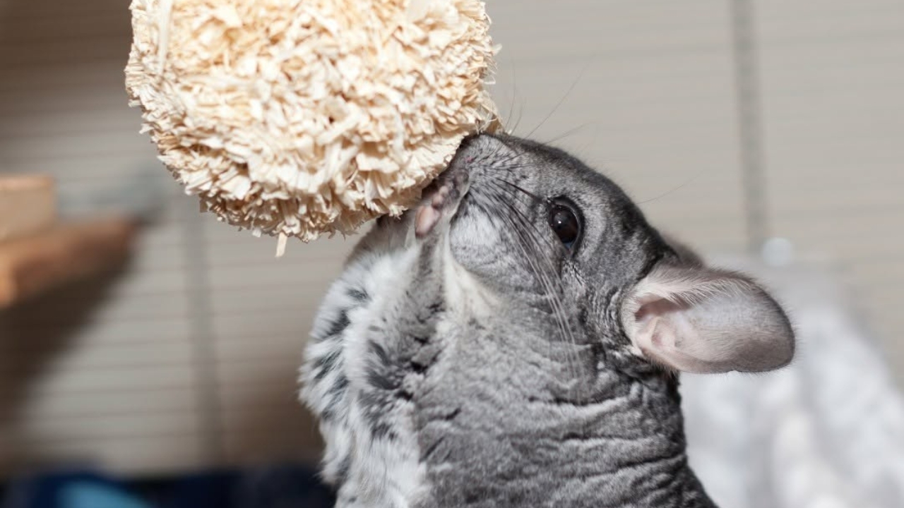 Chinchillas And Heat
