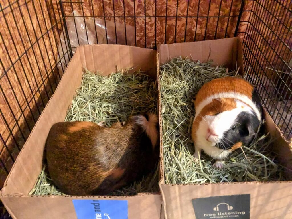  Cleaning a guinea pig cage