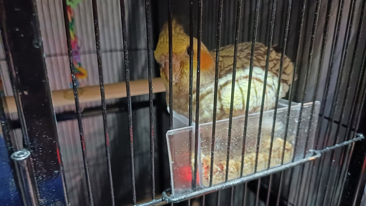 Cockatiel sitting beside its food bowl inside a home cage