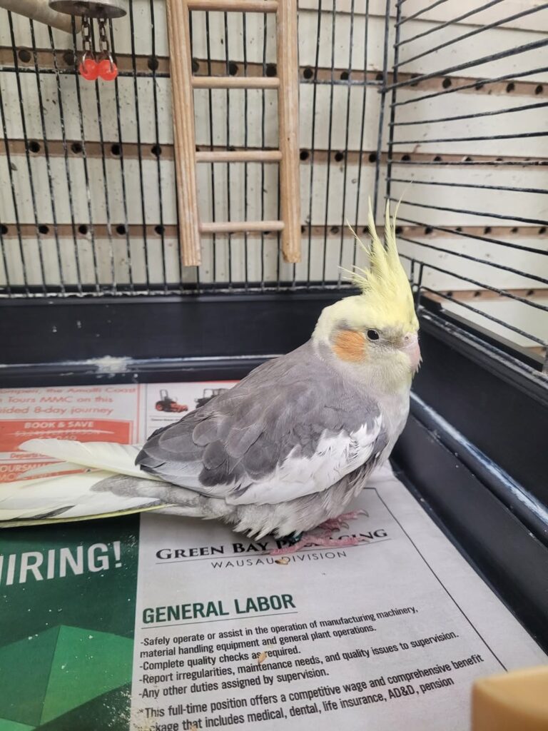Cockatiel sitting near its food bowl without eating