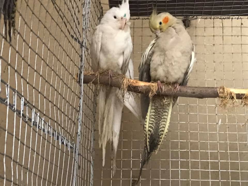 Cockatiel sitting quietly with its feathers slightly puffed
