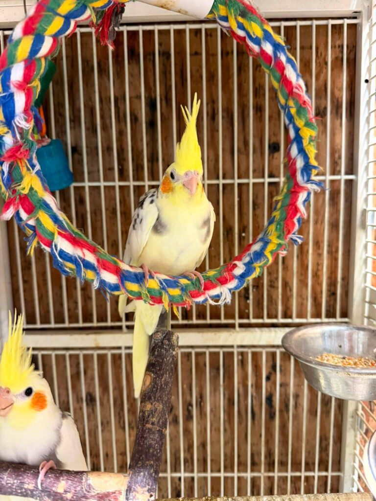 Cockatiel with a flattened crest and tense body posture