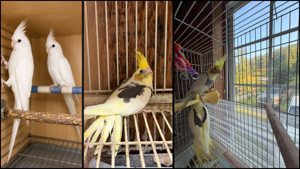 Cockatiel with a raised crest showing alert body language