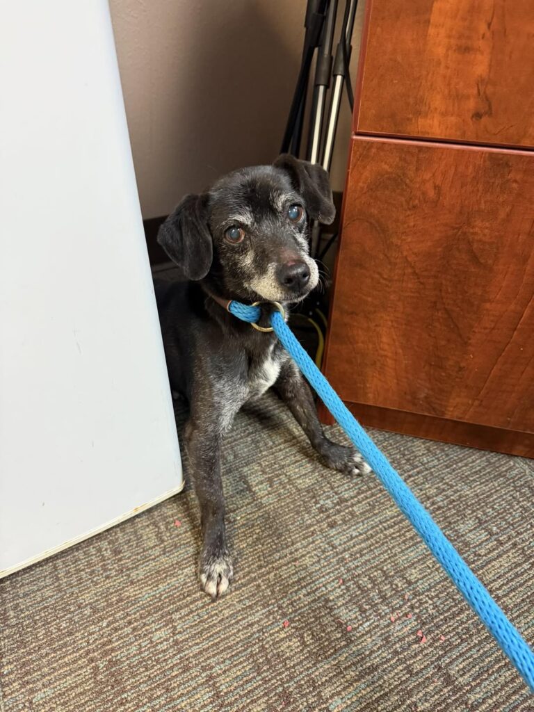 Dog being scanned for microchip