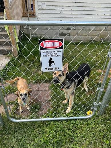 Dog beside a warning sign