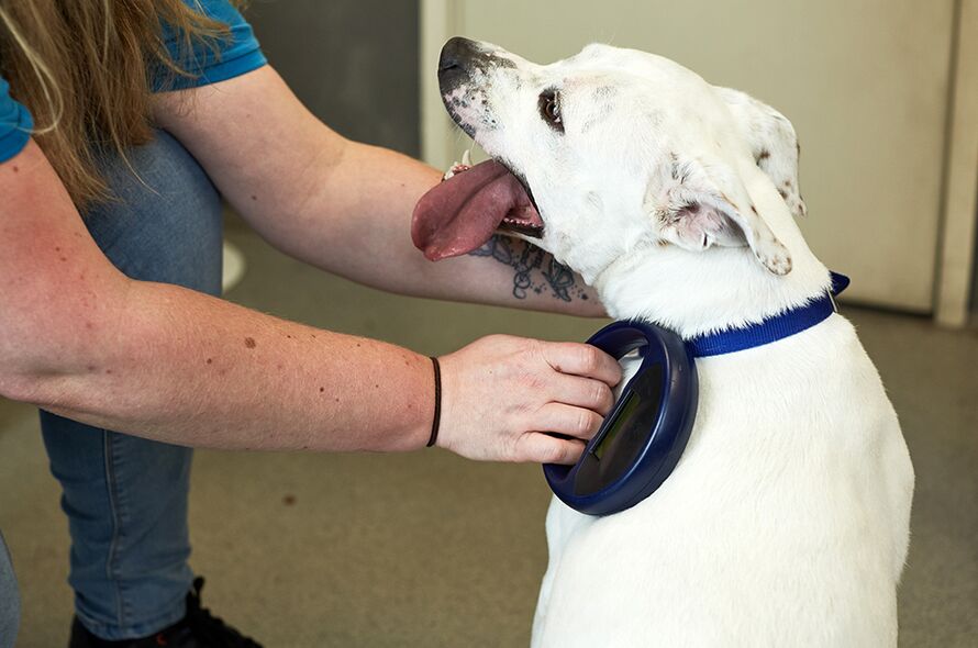 Dog receiving a microchip check