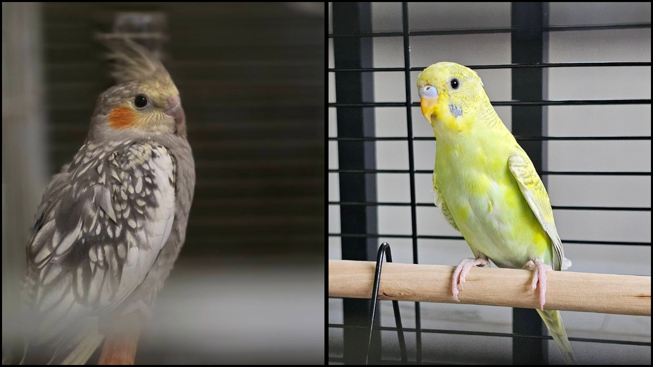 Family preparing for pet ownership