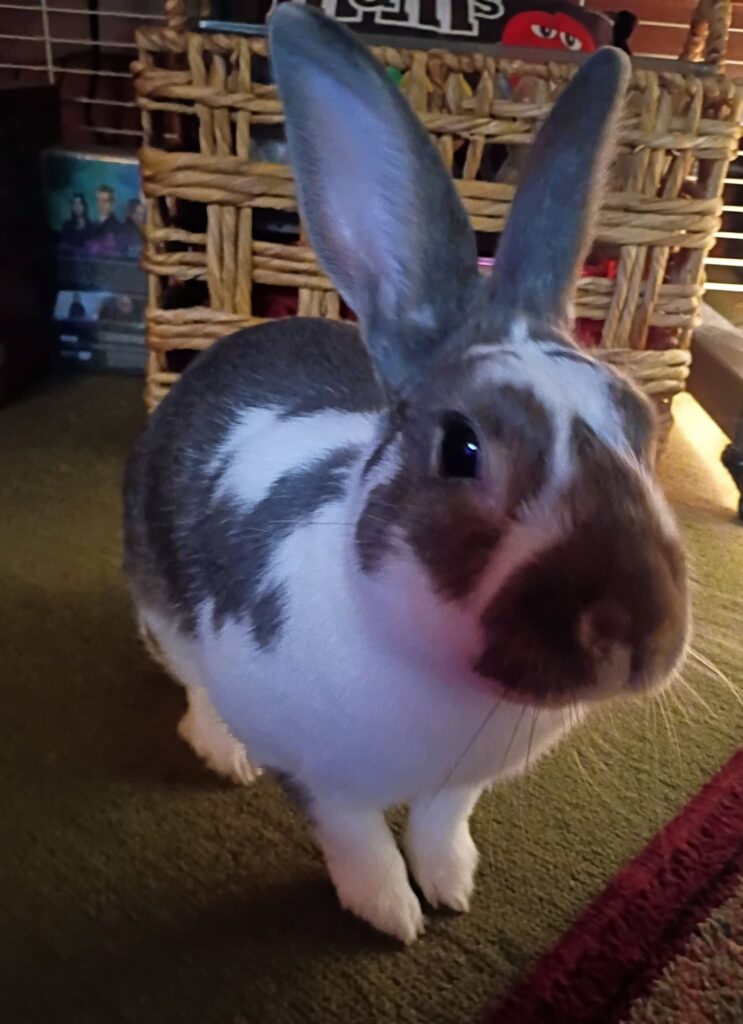 Flea treatment label check