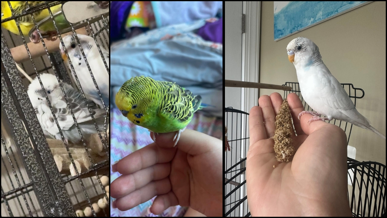 Fluffed-up budgie sitting quietly on a perch