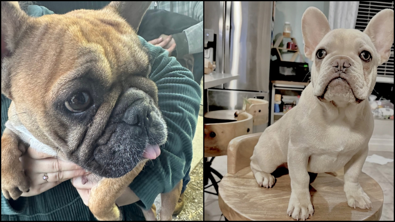 French Bulldogs In Rescue
