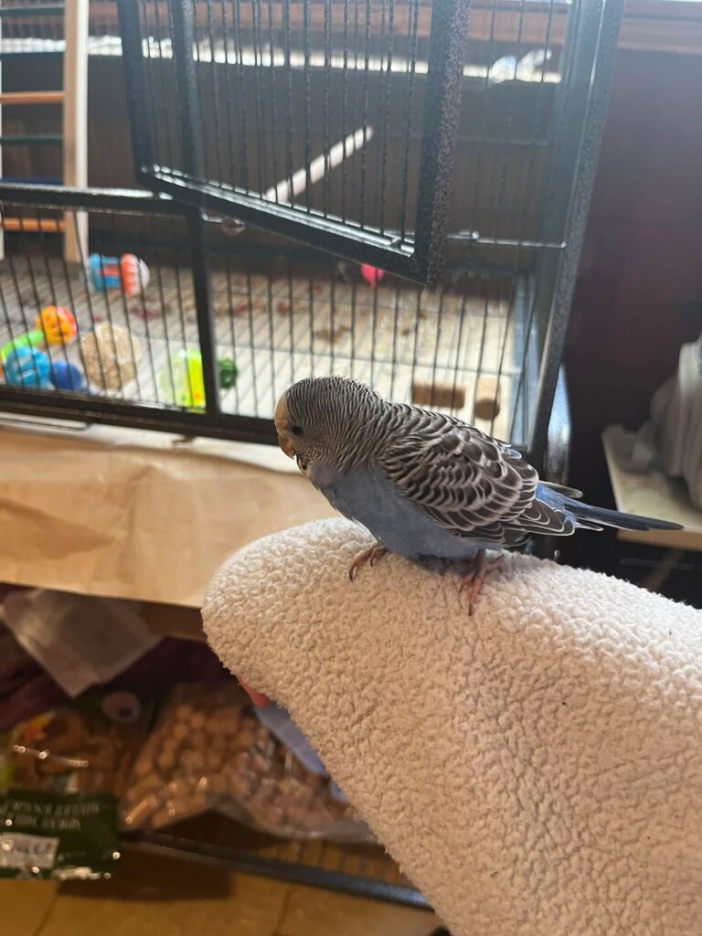 Fresh budgie food and water