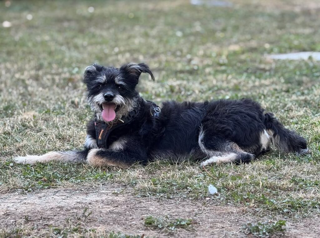 Grass seeds caught in dog fur