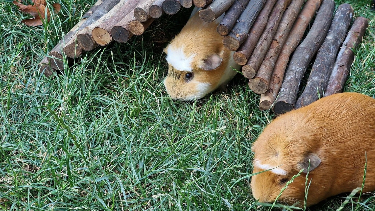Guinea Pig Heat Checks