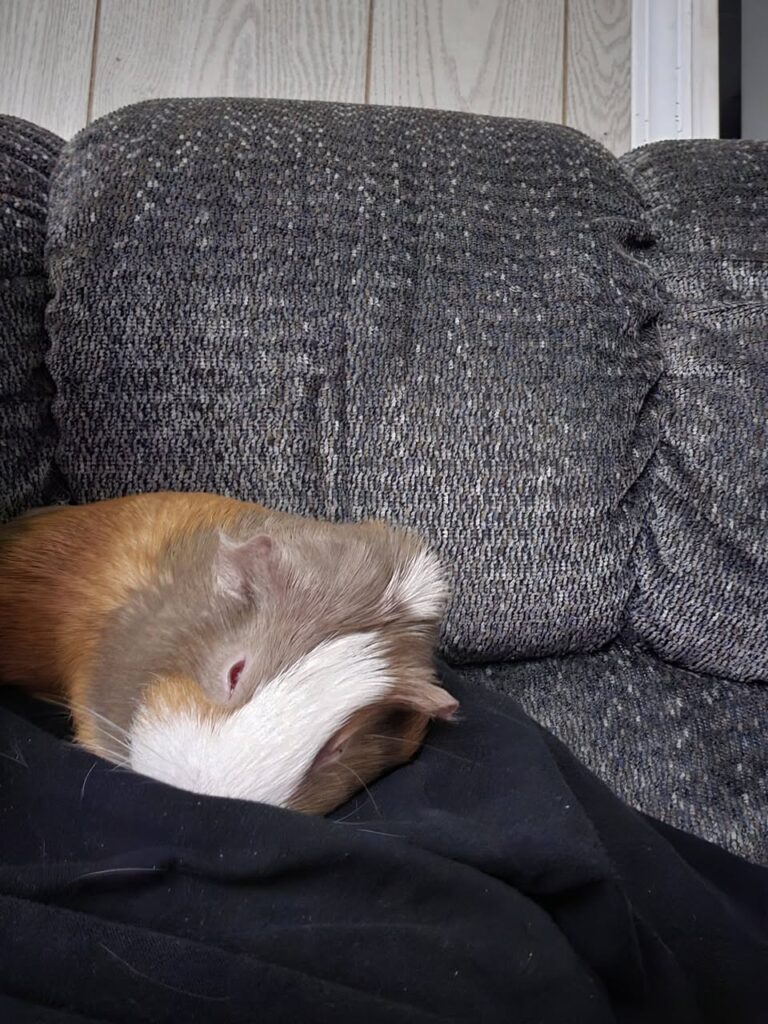 Guinea pig beside a water bottle during warm weather
