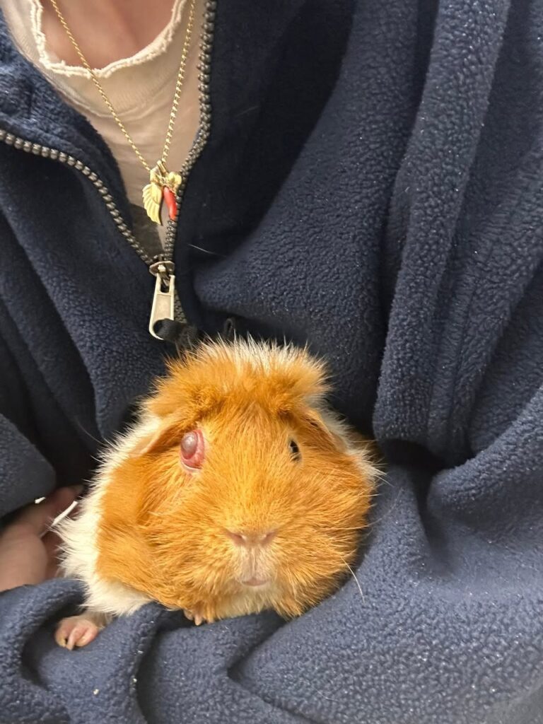 Guinea pig refusing hay, a possible sign of dental pain