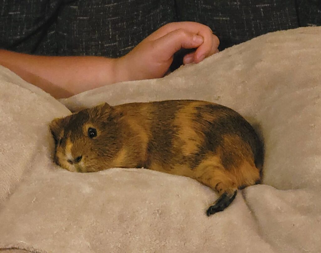 Guinea pigs