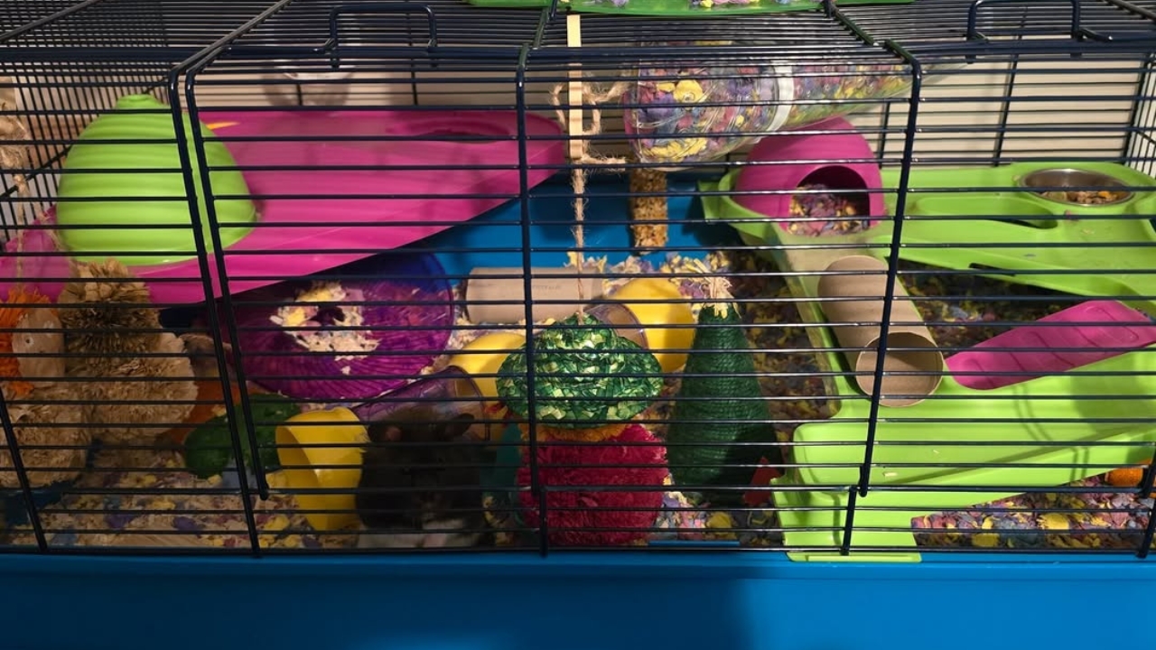 Hamster chewing cage bars at night inside its enclosure