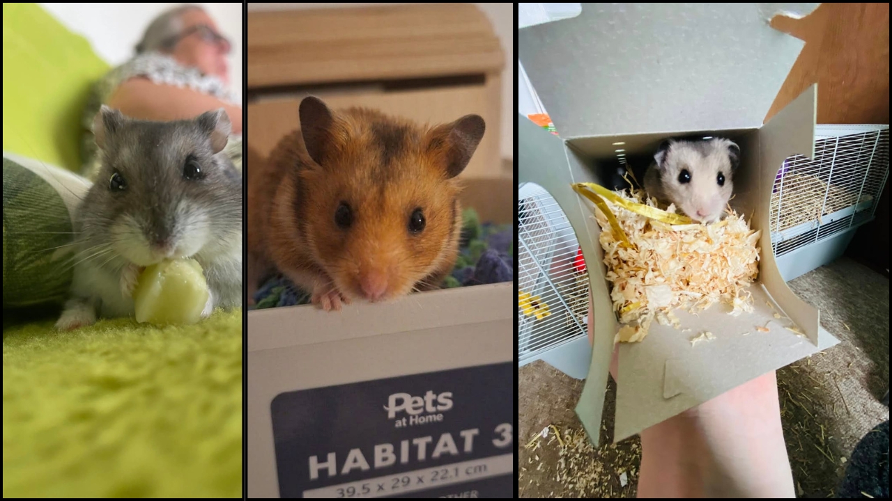 Hamster drinking water from a bottle inside its enclosure