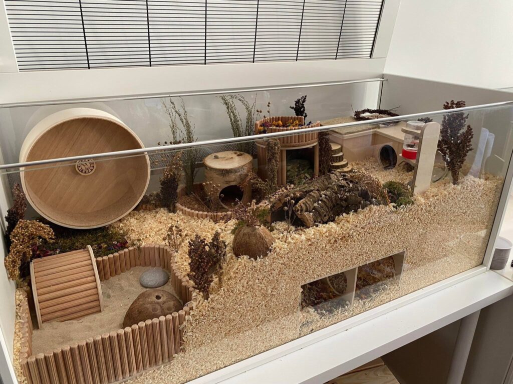Hamster enclosure with clean low-dust bedding and a suitable wheel