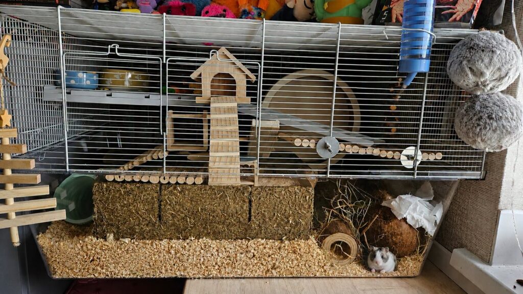 Hamster enclosure with dry bedding, a hide and safe nesting material