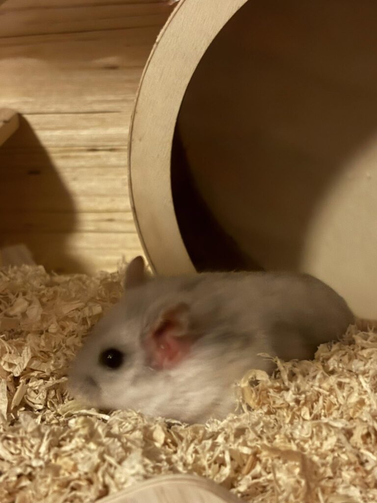 Hamster repeatedly chewing cage bars and trying to climb