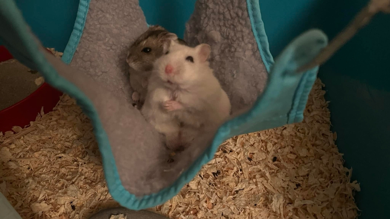 Hamster scratching its fur inside a home enclosure