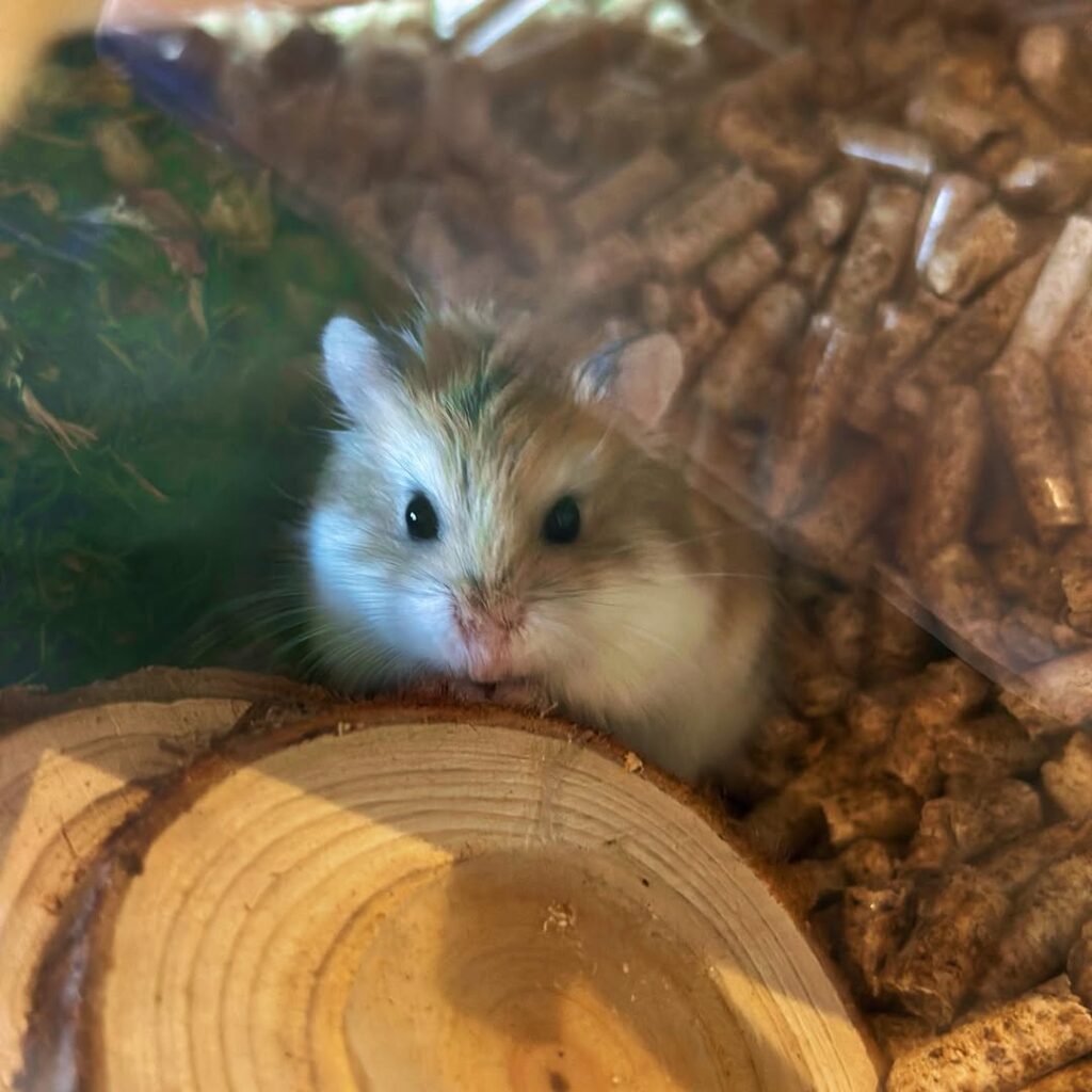 Hamster sleeping in the open outside its usual nesting area