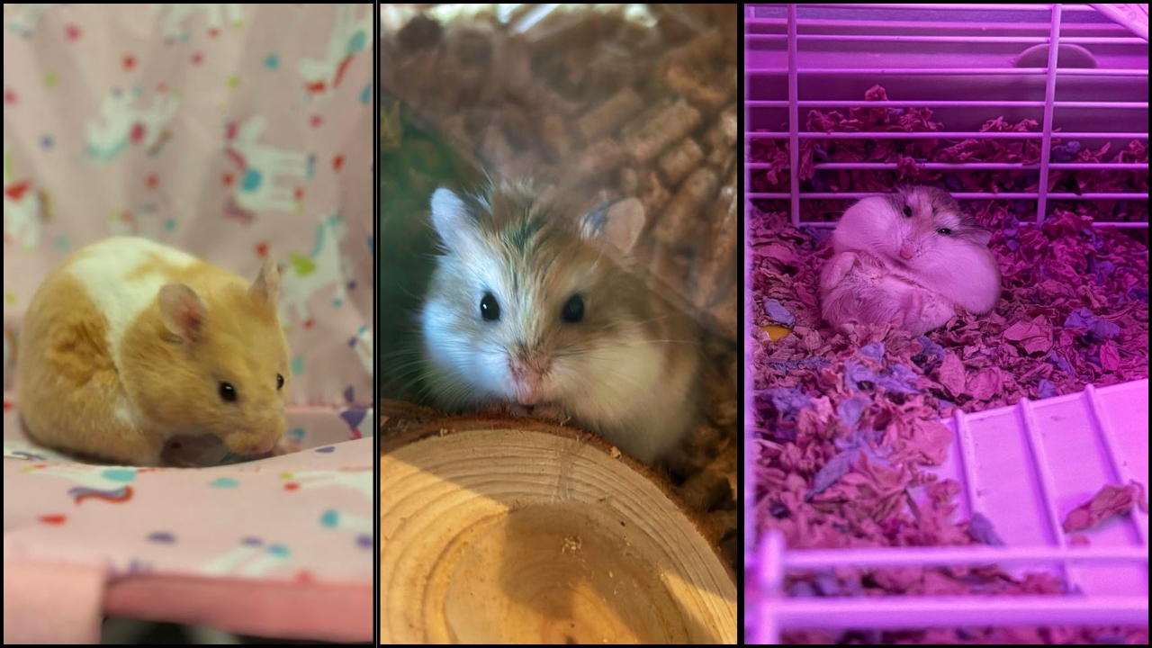 Hamster sleeping outside its nest on the cage bedding