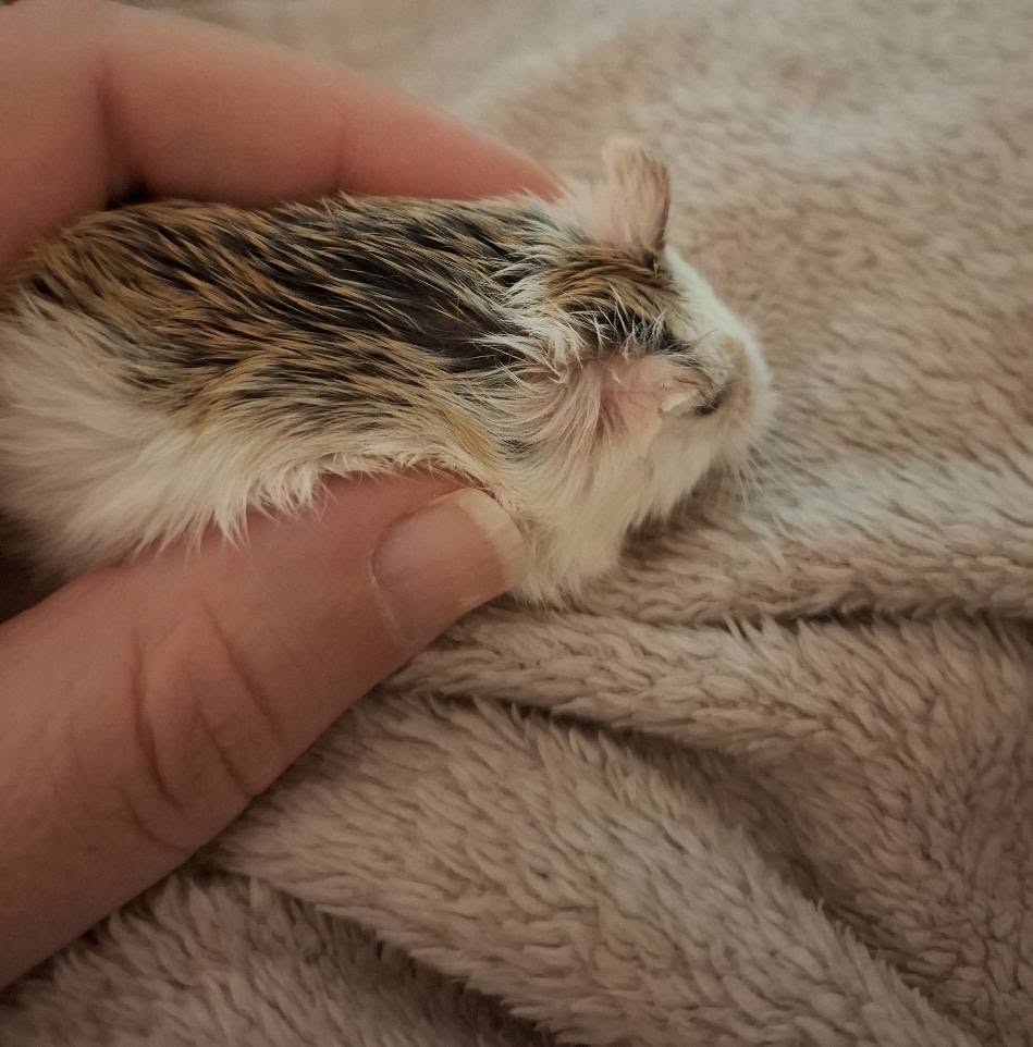 Hamster with a visible patch of thinning fur on its body