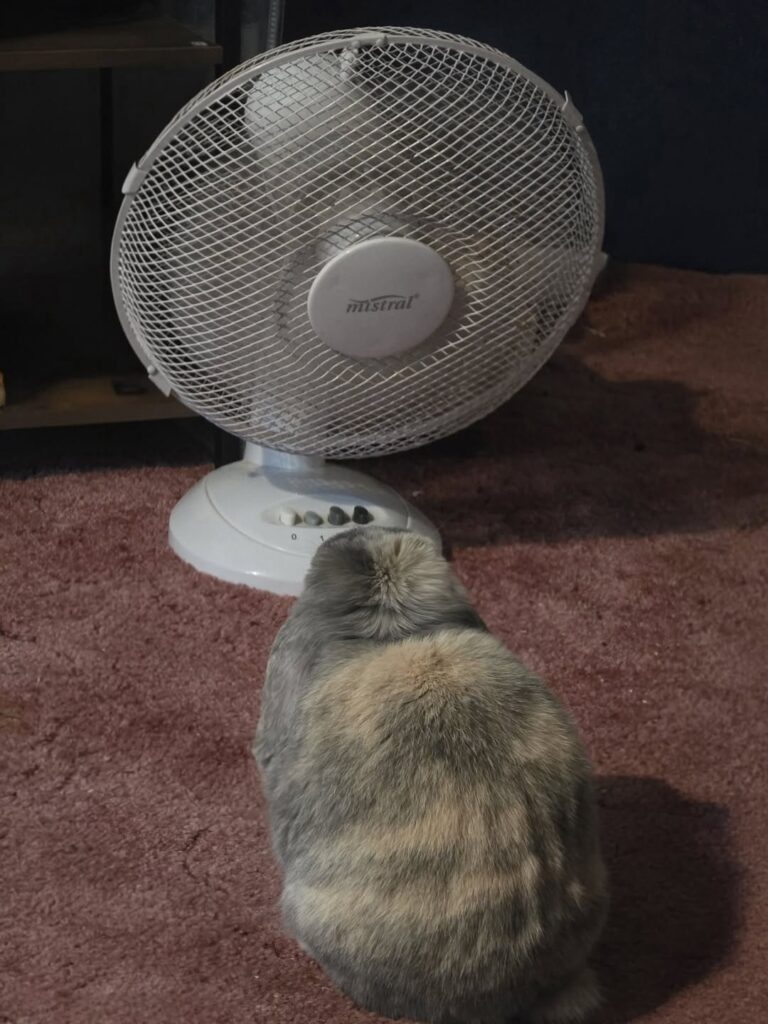 Move the rabbit to a cooler,