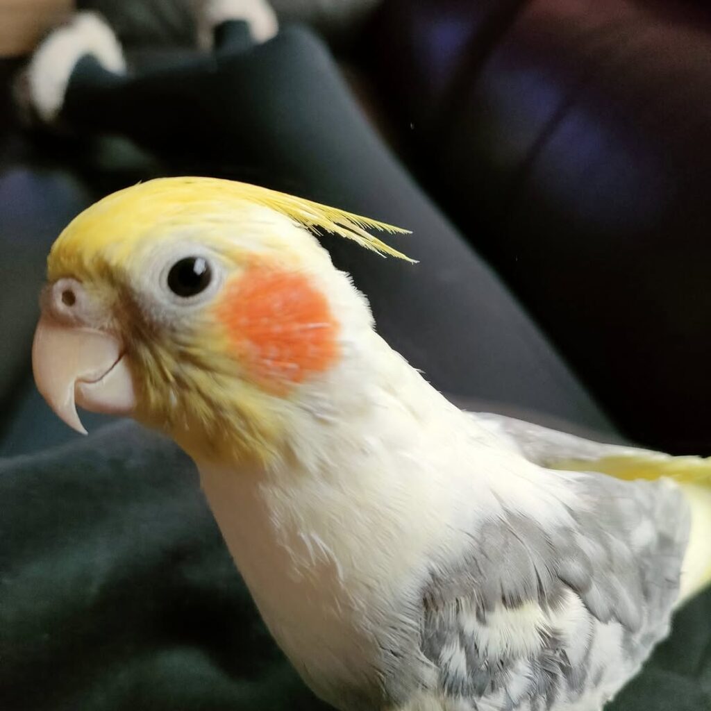 Nervous cockatiel watching a nearby hand from its perch